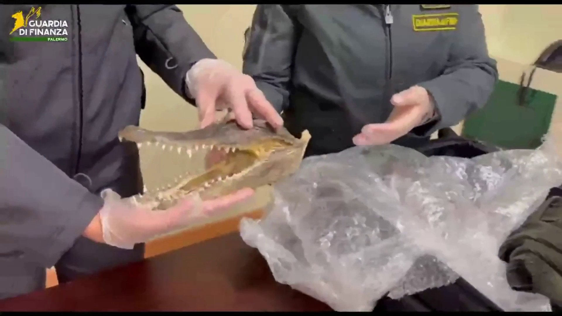 Sequestrata all’aeroporto di Palermo testa di un coccodrillo in via d’estinzione