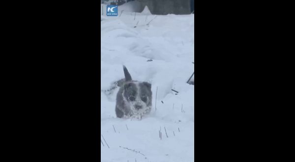 Cina, cucciolo di cane da pastore sfida la neve per radunare le pecore