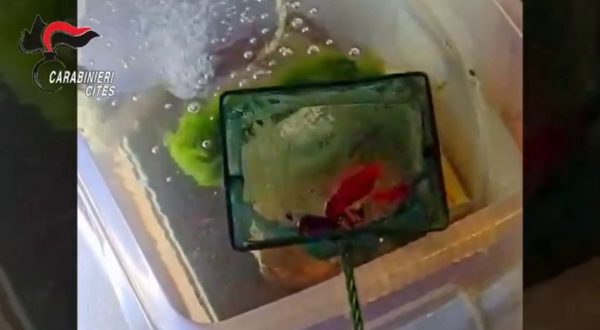 Grosseto, allevava e commerciava abusivamente gamberi della Louisiana