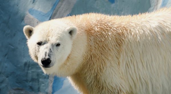 Orsi polari, il DNA si adatta al cambiamento climatico