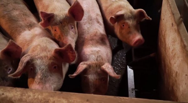 Agricoltura intensiva e pesticidi, allarme salute globale