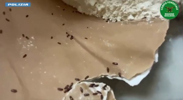 Blatte e 250 chili di prodotti scaduti, chiuso bar a Catania