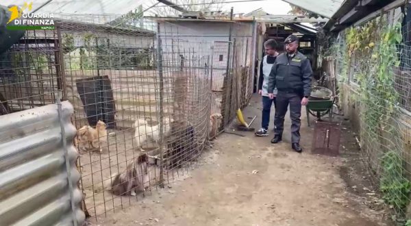 Scoperto allevamento abusivo di cani nel napoletano, una denuncia