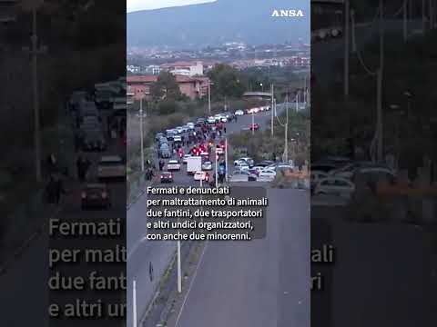 Corsa clandestina di cavalli, polizia la insegue con droni e la blocca #ansa #news