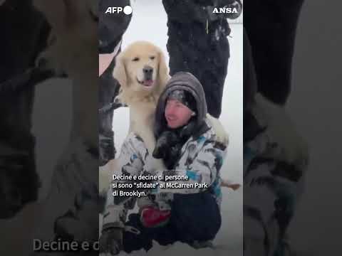 Tempesta invernale a New York, a Brooklyn scatta la battaglia di palle di neve #ansa #news