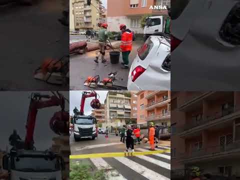 Cade un albero su un bus e un’auto, paura nella capitale #ansa #news