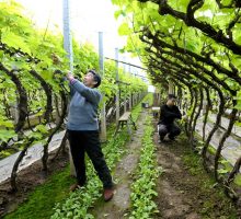 Cina, nuove misure per modernizzare la produzione agricola
