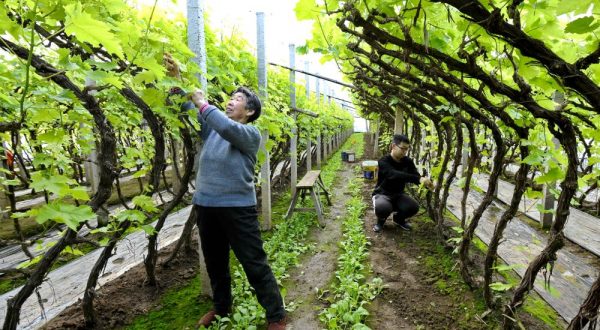 Cina, nuove misure per modernizzare la produzione agricola