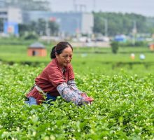 Cina, obiettivo industria del t&egrave; da 1.500 mld di yuan entro il 2030