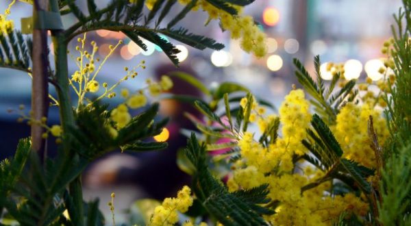 8 marzo, su Tivusat una maratona di musica al femminile da tutto il mondo