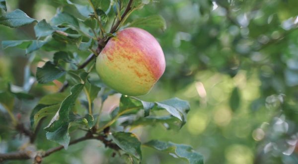 Agroalimentare, trend positivo per la mela italiana