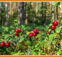 Sorsi di Benessere - Una tisana con mirtilli rossi e zenzero