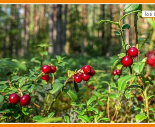Sorsi di Benessere - Una tisana con mirtilli rossi e zenzero