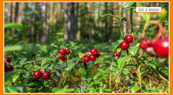 Sorsi di Benessere – Una tisana con mirtilli rossi e zenzero