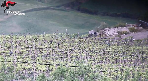 Coltivavano e vendevano marijuana, 5 arresti tra il Nisseno e il Palermitano