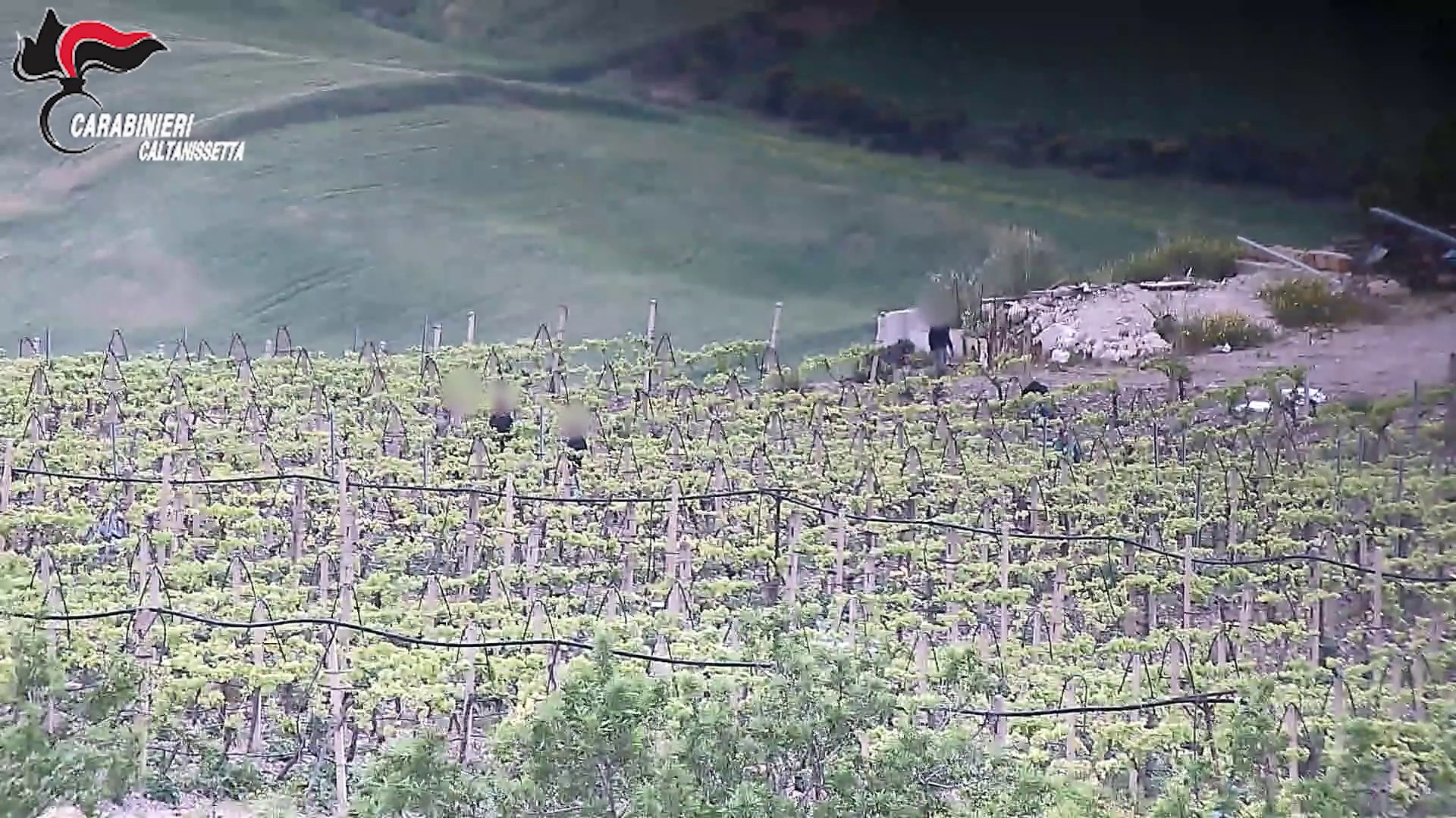 Coltivavano e vendevano marijuana, 5 arresti tra il Nisseno e il Palermitano