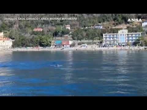 Trieste, delfini “danzano” nell’Area marina protetta di Miramare #ansa #news