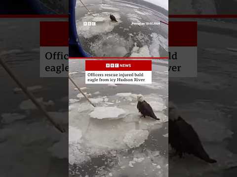 Officers rescue injured bald eagle from icy Hudson River. #NewYork #US #BBCNews
