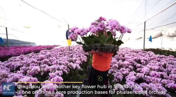 Cina, l’energia rinnovabile utilizzata per riscaldare le serre di fiori