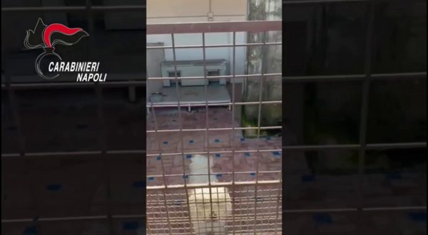 Canile lager con 26 barboncini toy  scoperto nel Napoletano