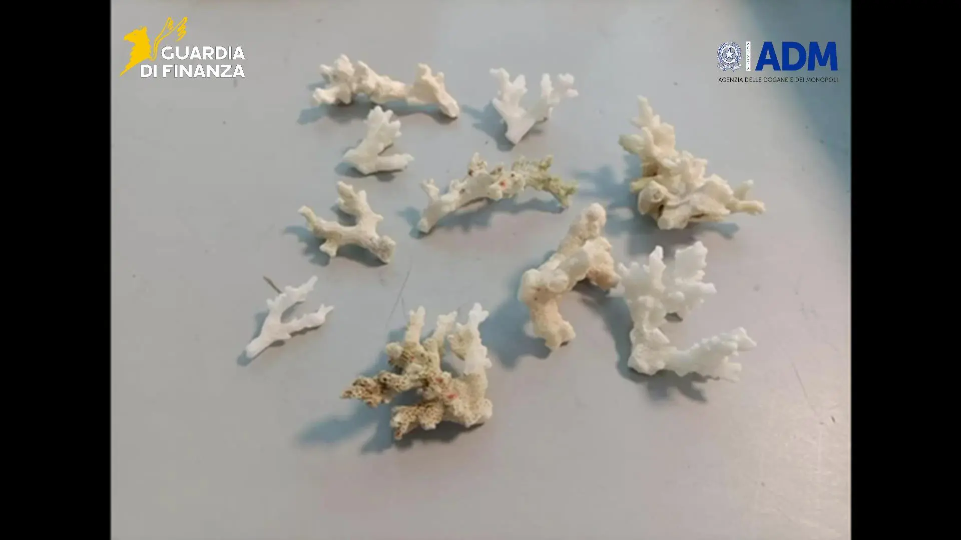 All’aeroporto di Palermo sequestrati 13 esemplari di corallo a rischio estinzione