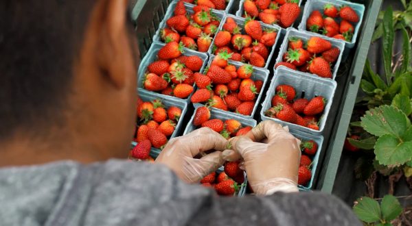 Export alimentare in aumento, ma manca personale qualificato