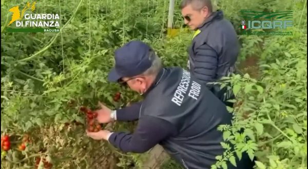 Semi di pomodoro contraffatti, maxi sequestro e denunce nel Ragusano