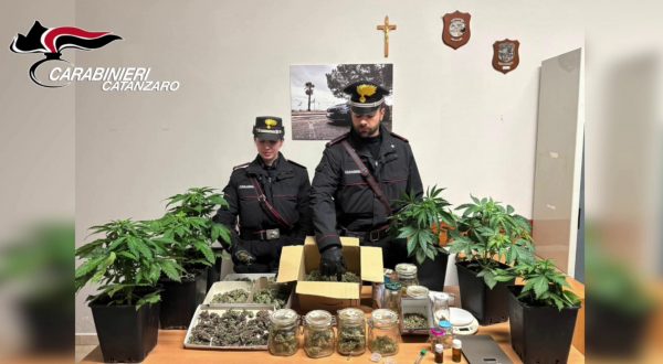 Serre in casa per coltivare marijuana, arrestato un 55enne nel Vibonese