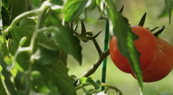 Agricoltura, il biologico migliora rese e sostenibilità