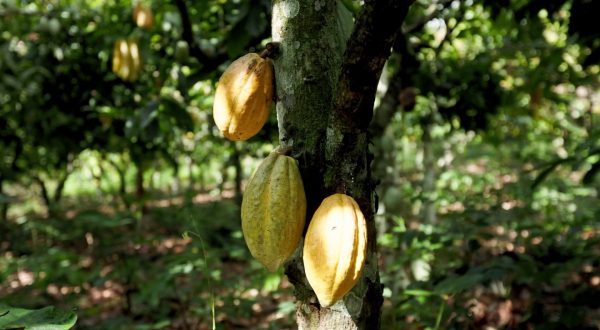Caffè e cacao a rischio: mercati sempre più instabili