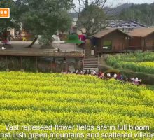 Cina, enormi distese di fiori attraggono i turisti nella provincia dell'Hunan