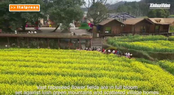 Cina, enormi distese di fiori attraggono i turisti nella provincia dell’Hunan