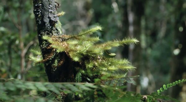 Il cambiamento climatico minaccia la biodiversità