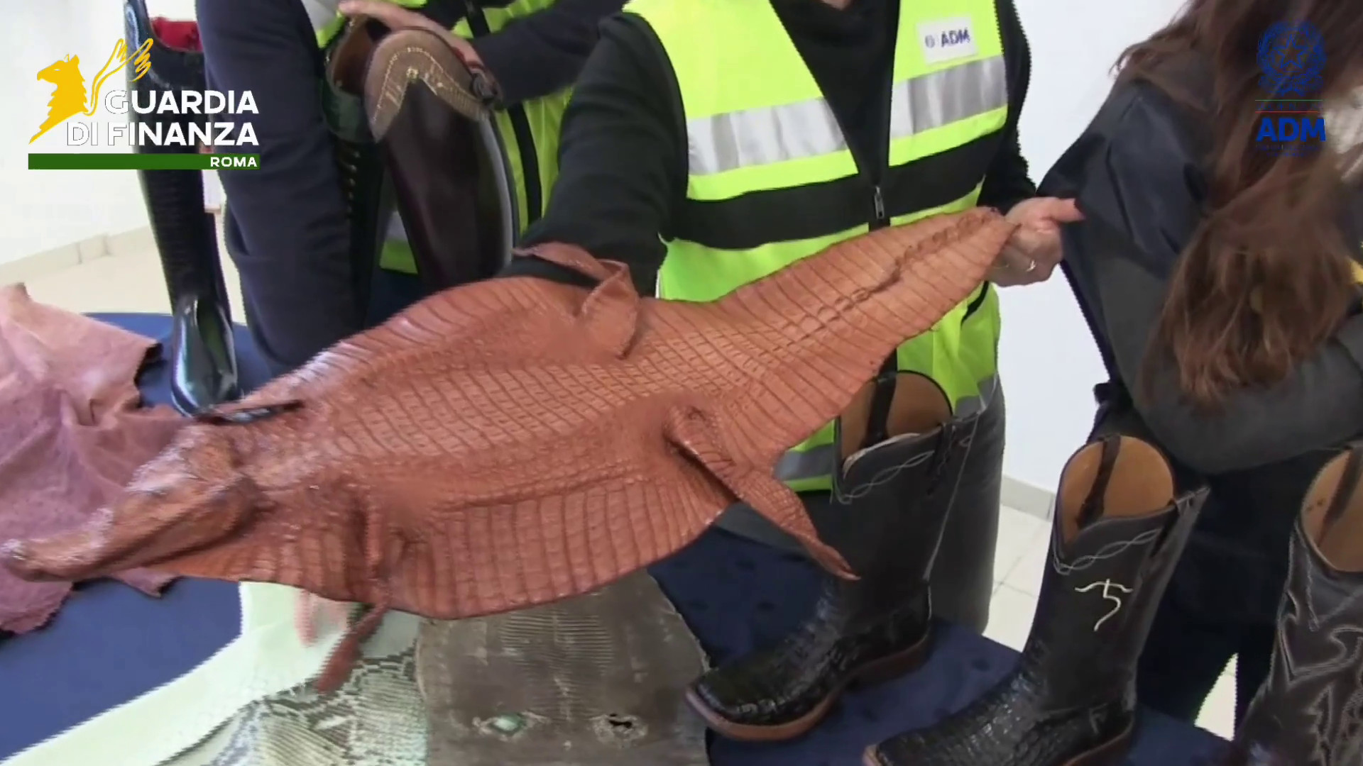 Scoperto all’aeroporto di Fiumicino un traffico illegale di pelli di rettile