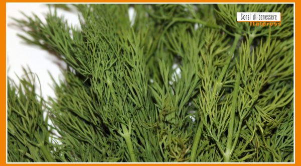 Sorsi di Benessere – Le proprietà dell’aneto