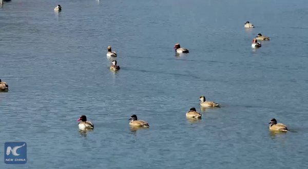 Cina, lo spettacolo degli uccelli migratori in viaggio verso Nord