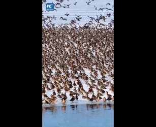 Cina, lo spettacolo degli uccelli migratori che tornano con la primavera