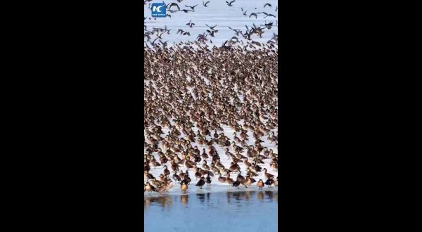 Cina, lo spettacolo degli uccelli migratori che tornano con la primavera