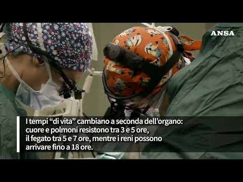 La corsa contro il tempo dall’espianto al trapianto #ansa  #news