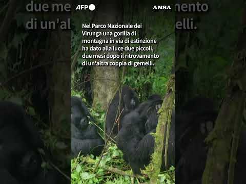 Due gemelli di rari gorilla nati in una riserva della Repubblica del Congo #ansa #news