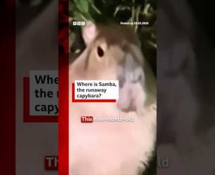 Where is Samba, the runaway capybara? #Capybara #UK #BBCNews