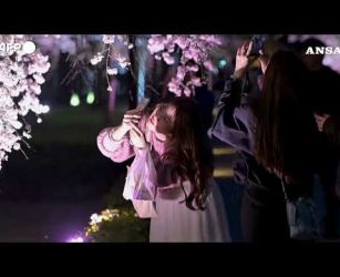 Kyoto, i ciliegi in fiore e lo spettacolo di luci rendono magico il castello di Nijo-jo #ansa #news