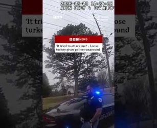 Turkey refuses to waddle off road in US. #Turkey #Georgia #US #BBCNews