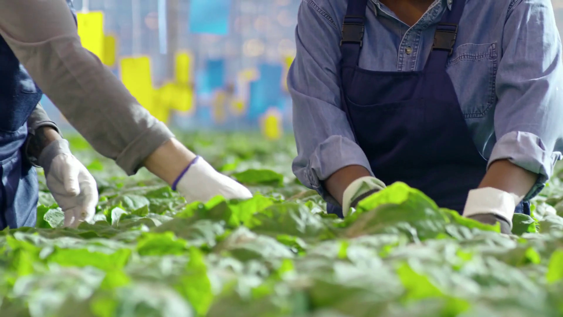 Corte dei Conti Ue, poco efficaci i fondi per l’innovazione in agricoltura