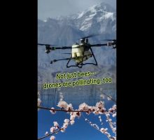 Cina, i droni utilizzati per l&rsquo;impollinazione dei fiori di albicocco