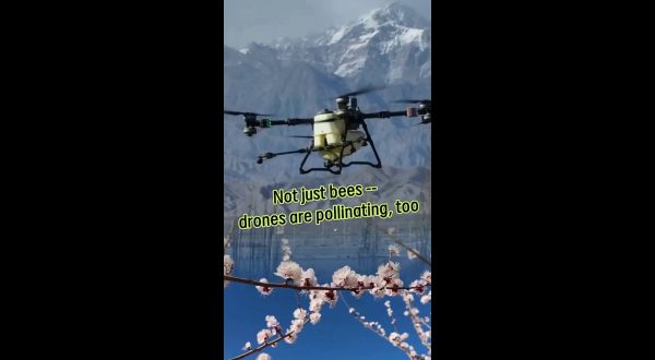 Cina, i droni utilizzati per l’impollinazione dei fiori di albicocco