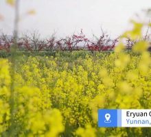 Cina: le fioriture primaverili richiamano visitatori a Dali