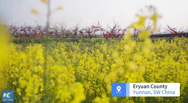 Cina: le fioriture primaverili richiamano visitatori a Dali