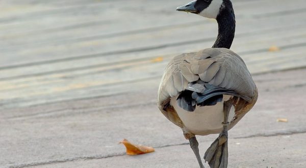Banca del Fucino al fianco del Bioparco di Roma per il “City Future Challenge”