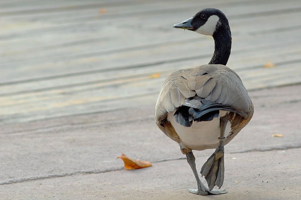 Banca del Fucino al fianco del Bioparco di Roma per il &ldquo;City Future Challenge&rdquo;